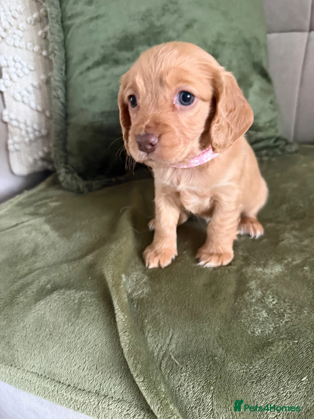 Cocker Spaniel dogs for sale: Beautiful Cocker Spaniel Puppies_Girls & One Boy - Advert 2