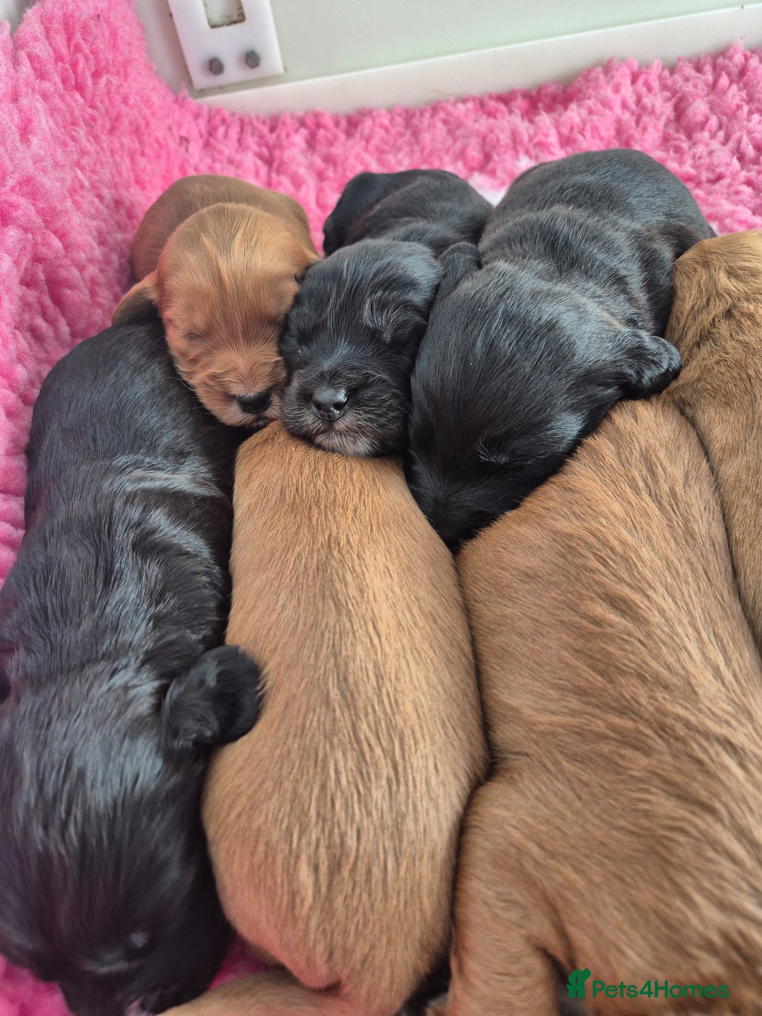 Mixed Breed dogs *only 3 left * Labradoodle Puppies 🐶  - Advert 1