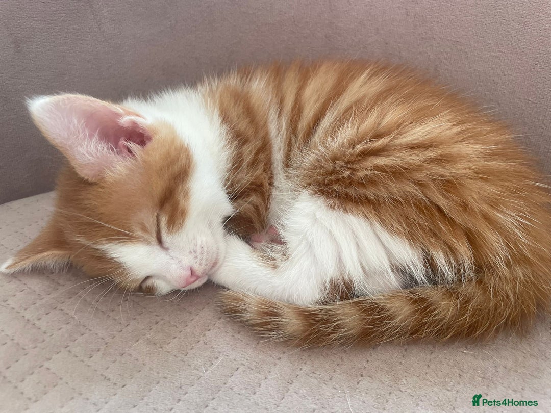 Mixed Breed cats for sale: Sweet Little Kittens Ready Soon - Advert 7