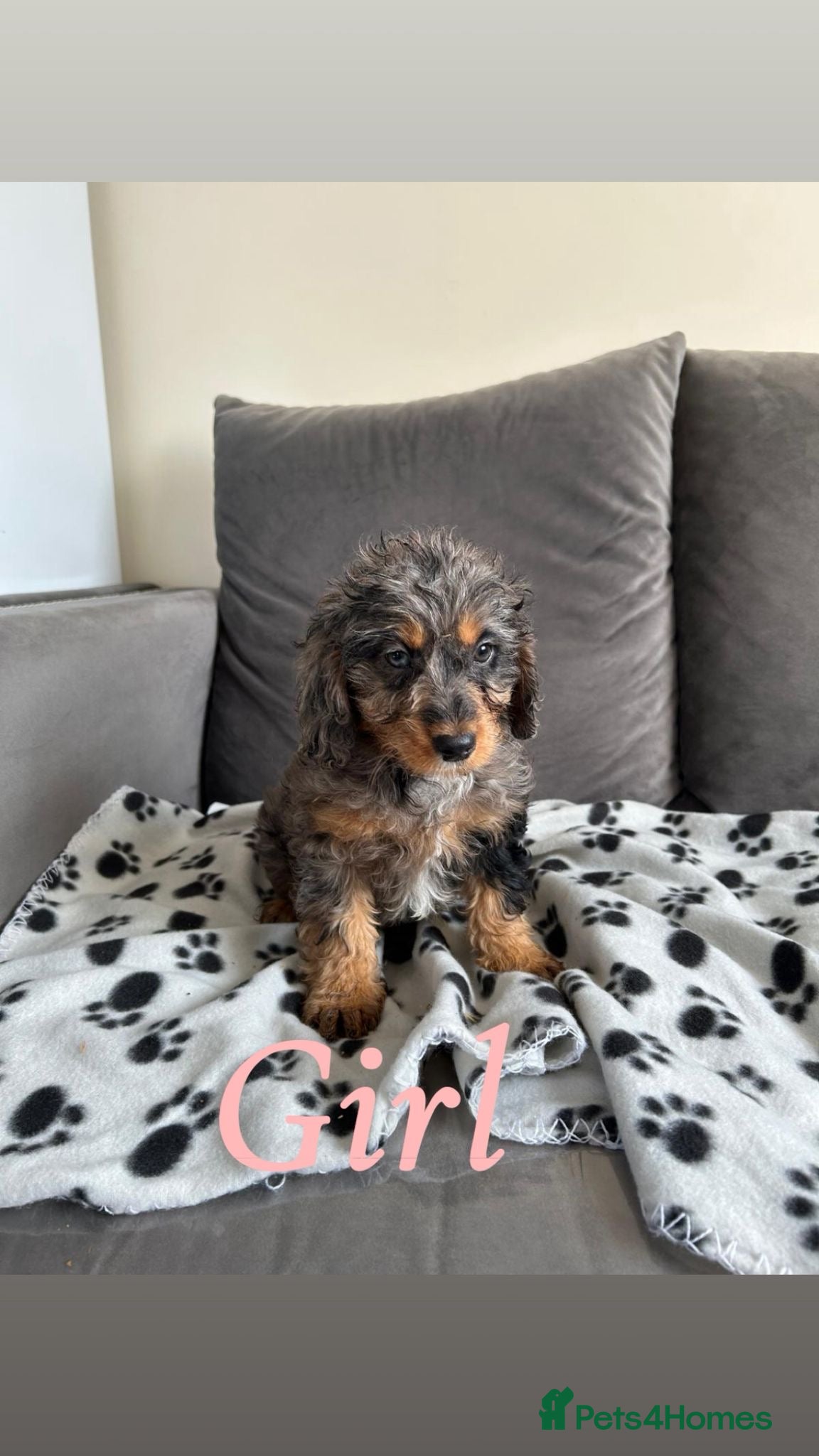 Cockapoo dogs F2 cockapoo - Advert 4