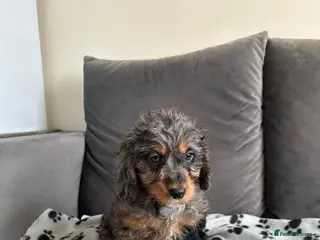 Cockapoo dogs F2 cockapoo - Advert 4