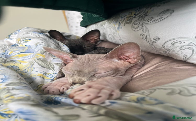 Sphynx cats - Advert 1