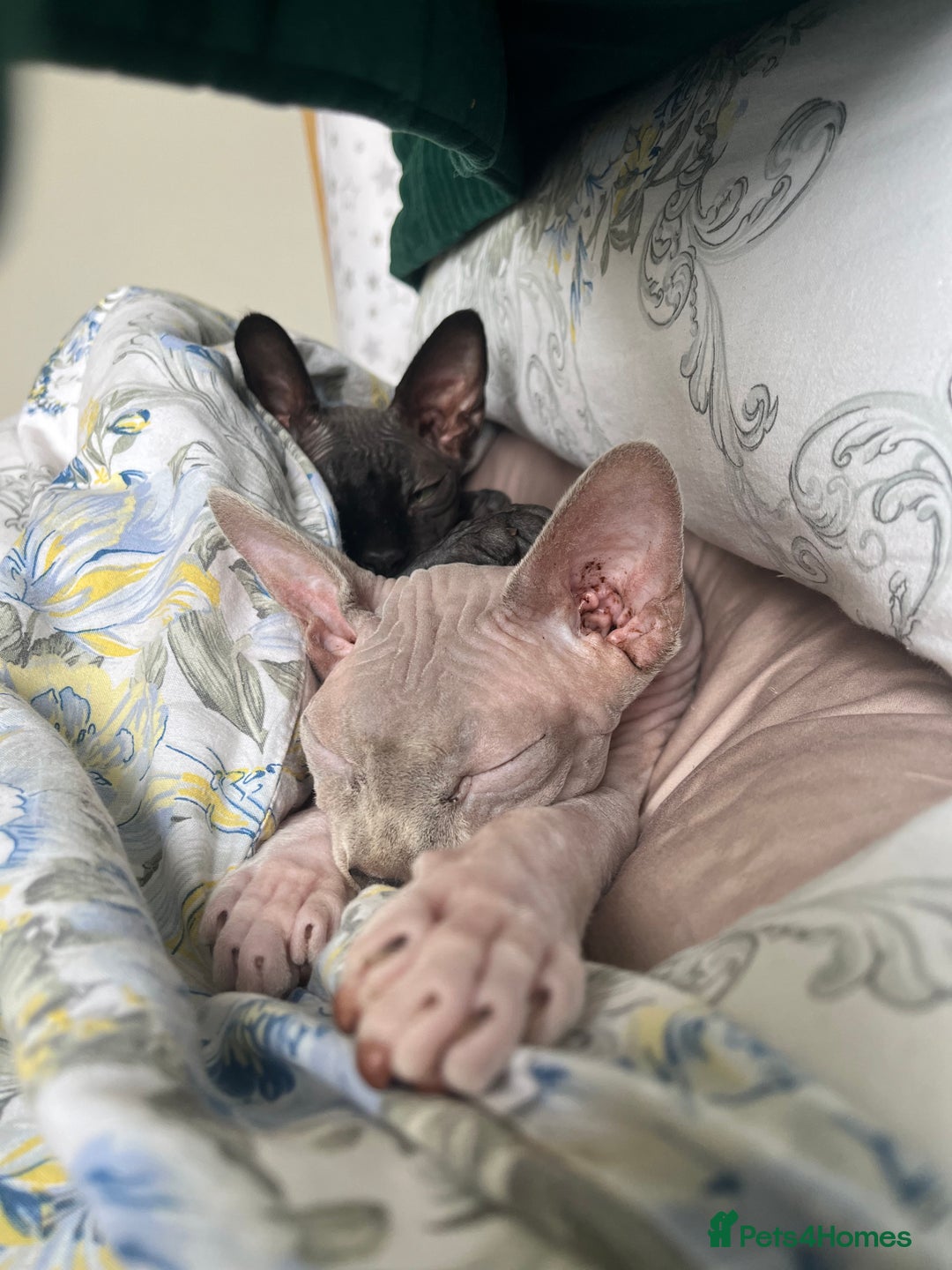 Sphynx cats for sale: Two Sphynx looking for doting home - Image 1