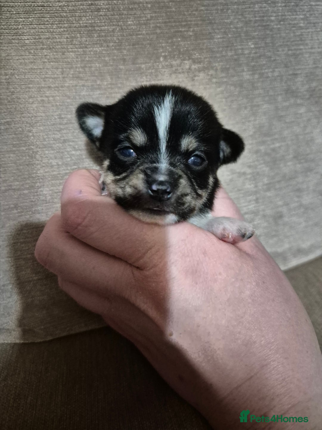 Chihuahua dogs for sale: Beautiful chihuahua puppies  - Advert 1