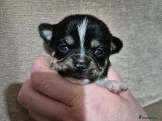 Chihuahua dogs Beautiful chihuahua puppies - Advert 1