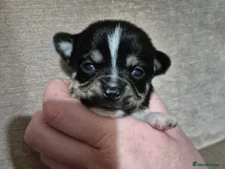 Chihuahua dogs Beautiful chihuahua puppies - Advert 7