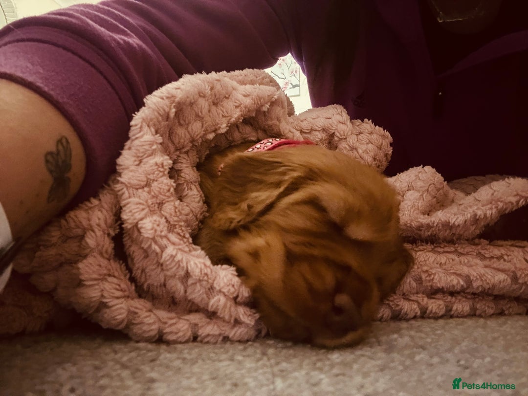 Cocker Spaniel dogs for sale: Cocker Spaniel Puppies- ready 17/12/25 - Advert 15