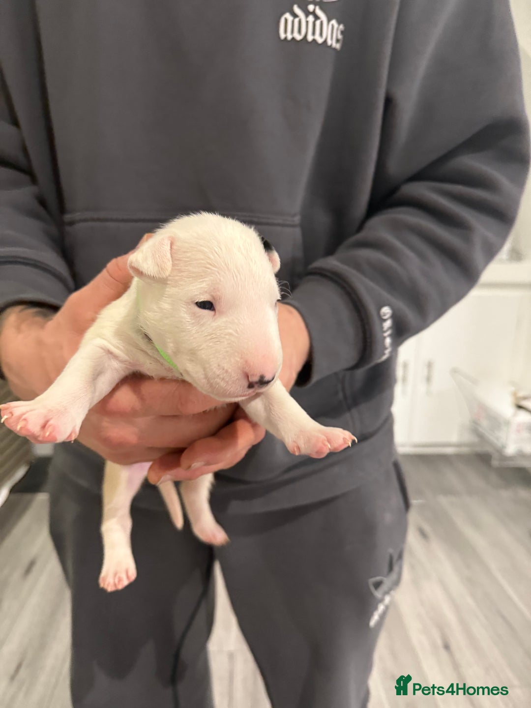 English Bull Terrier dogs for sale: English bull terrier puppy’s 4 weeks old  - Advert 10