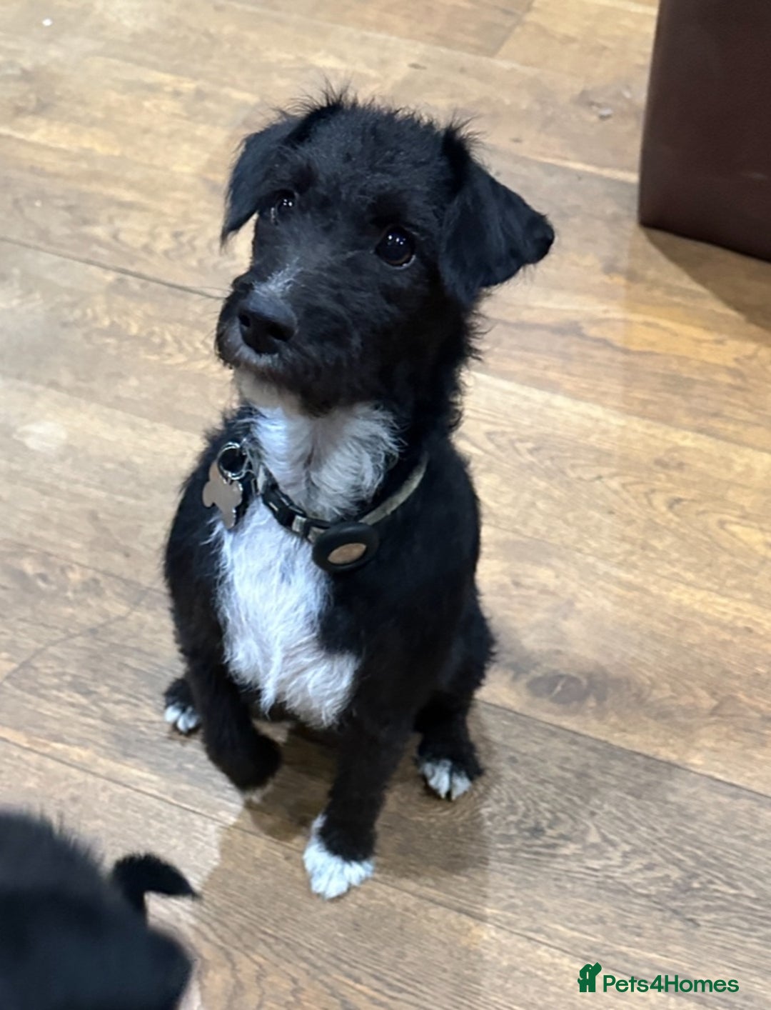 Patterjack dogs for sale:  🐾 Patterdale x Jack Russell Puppies 🐾 - Image 2