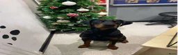 Dobermann dogs for sale: Snoop Dogg in Wakefield - Advert 11