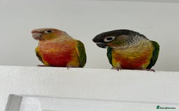Conures birds for sale: Pair of conures with full set up - Image 2