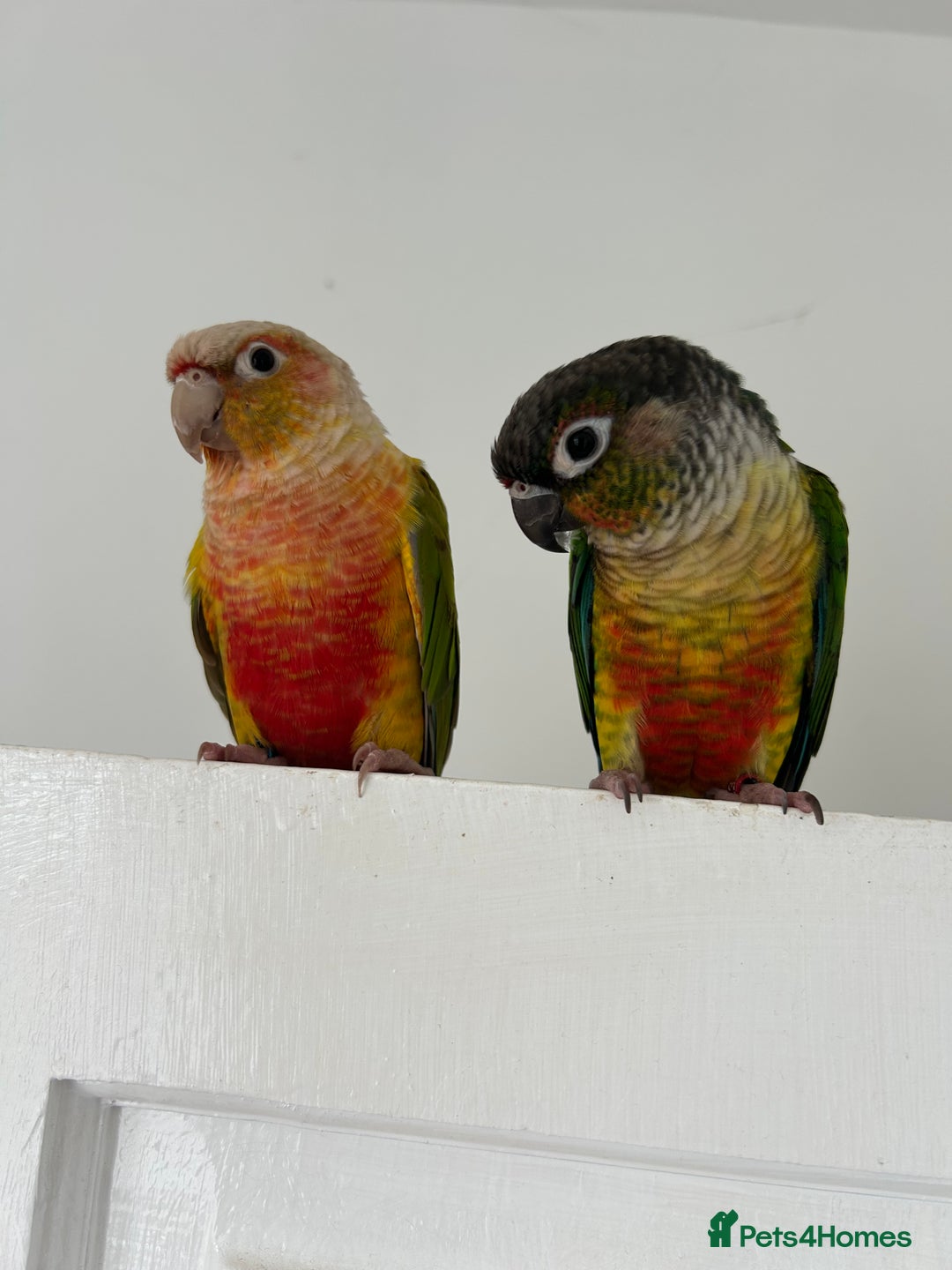 Conures birds for sale: Pair of conures with full set up - Image 2