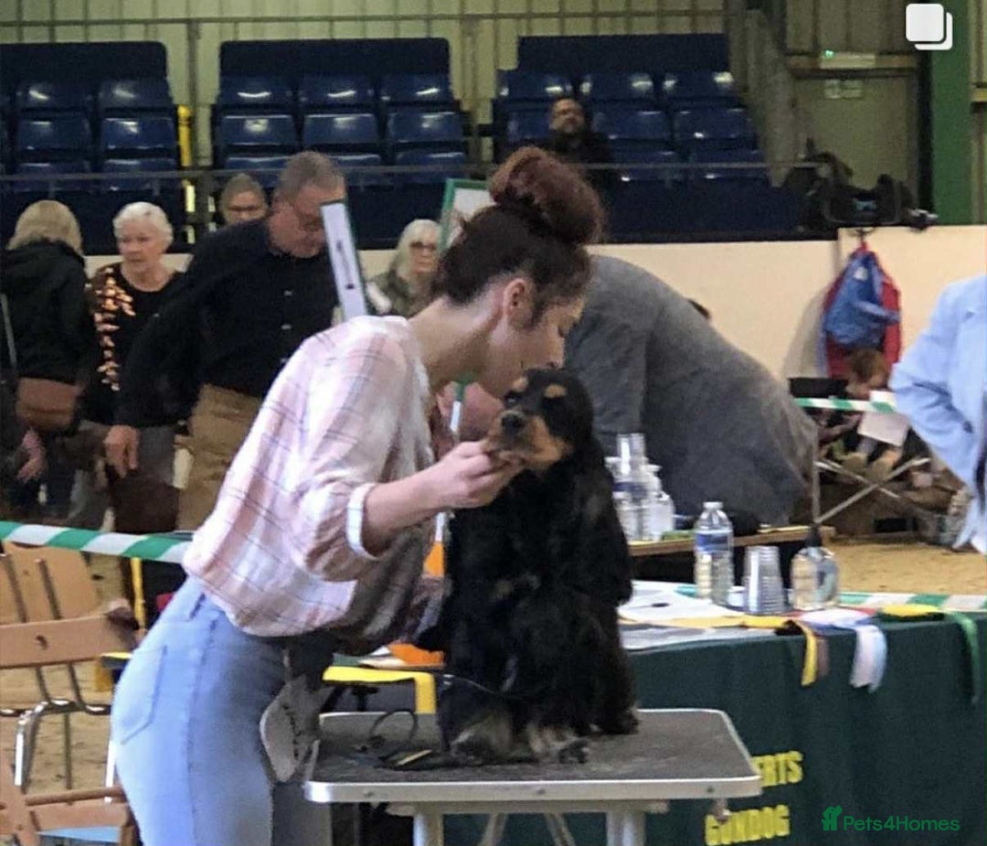 Cocker Spaniel dogs for stud: 100% show import stud - Advert 5