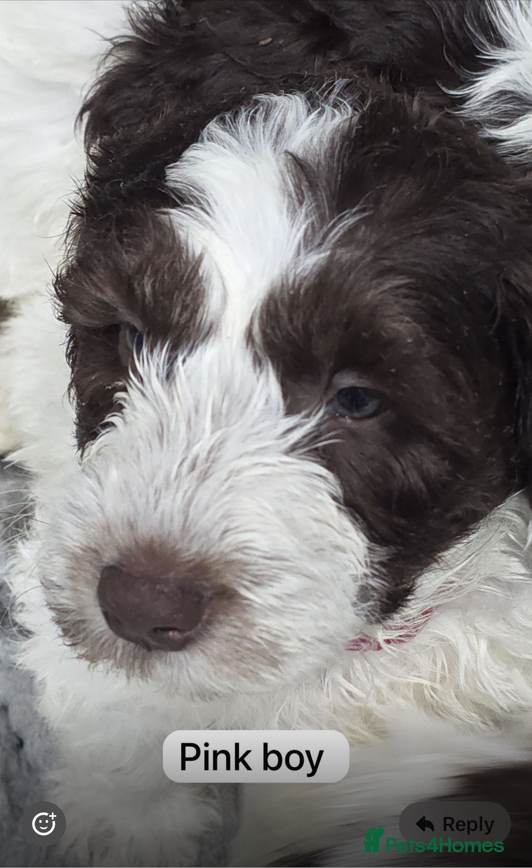 Mixed Breed dogs for sale: Cockapoo puppies  - Advert 7