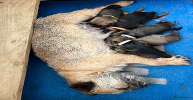 Border Terrier dogs - Advert 13
