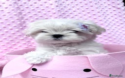 Maltese dogs for sale: 💎 KC Korean Maltese Girls 💎 DNA tested parents. in Leven - Image 9