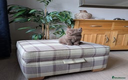 British Shorthair cats for sale: GCCF Champion bred British shorthair  - Image 6
