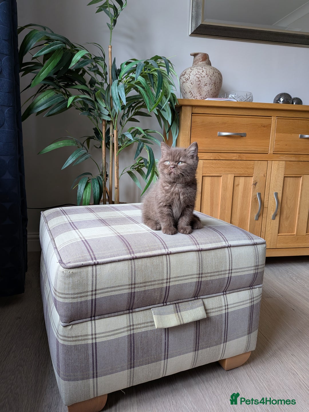 British Shorthair cats for sale: GCCF Champion bred British shorthair  - Image 6