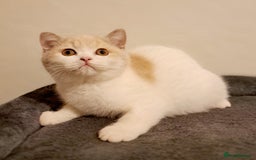 British Shorthair cats for sale: British Shorthair Fawn Tortie & White Female - Advert 12