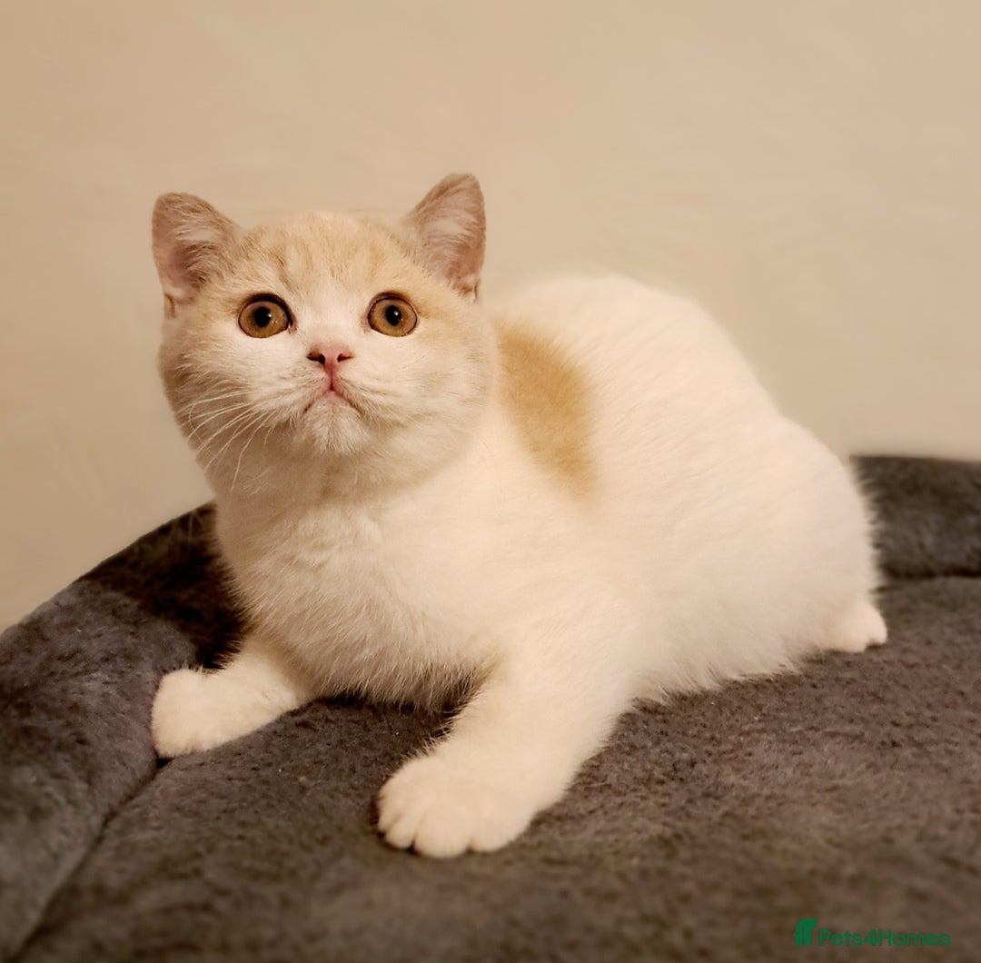 British Shorthair cats for sale: British Shorthair Fawn Tortie & White Female - Advert 12