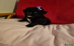 Bichon Frise dogs for sale: 2 Bichon puppies for sale  - Image 13