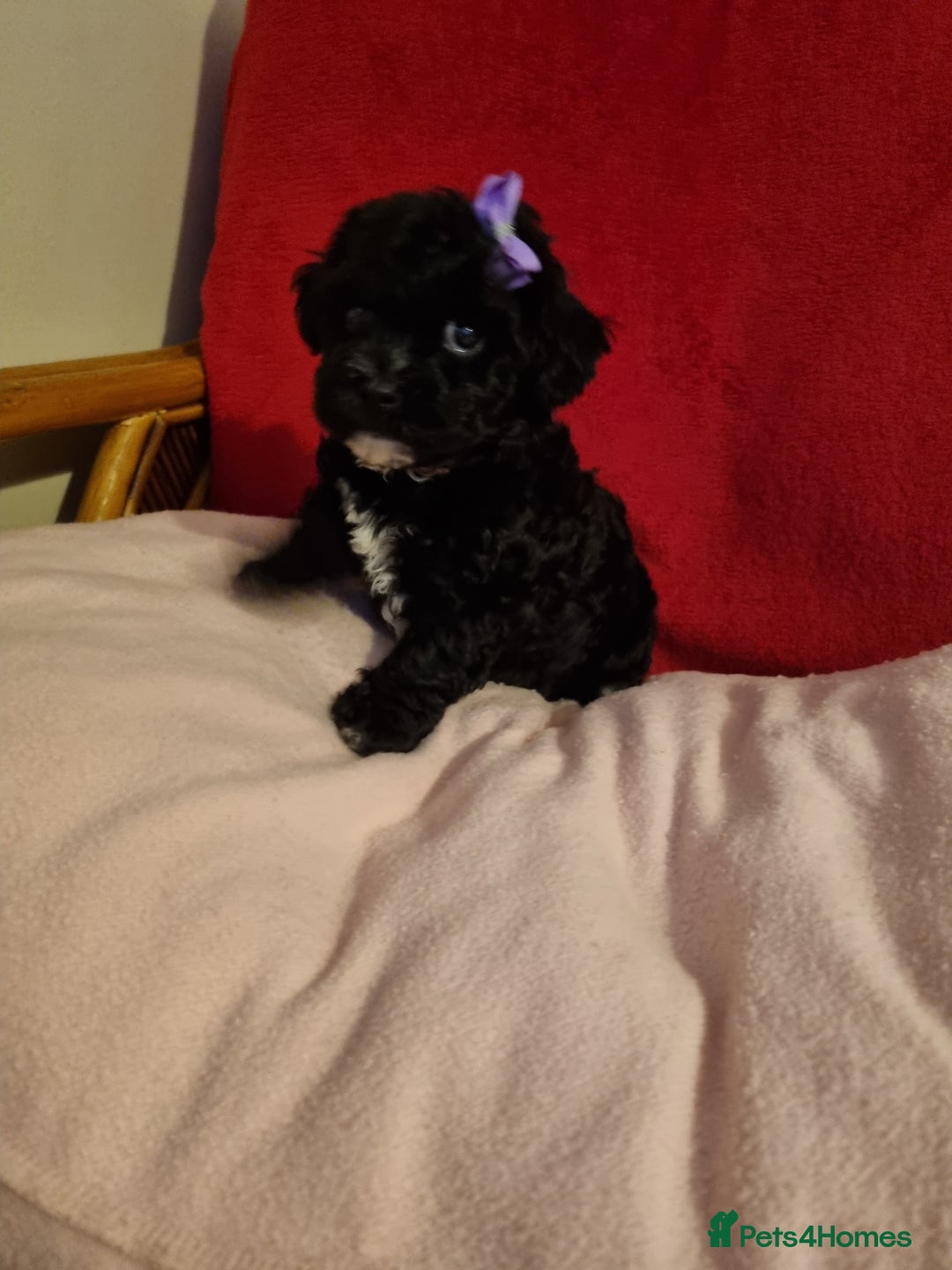 Bichon Frise dogs for sale: 2 Bichon puppies for sale  - Image 13