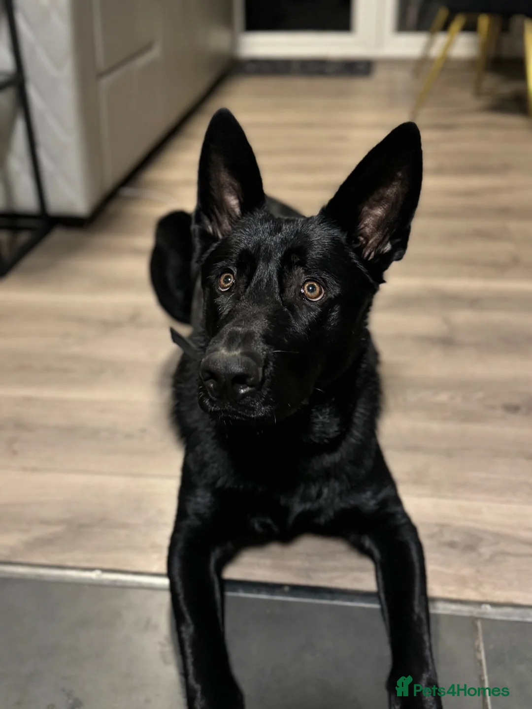 German Shepherd dogs for stud: Solid Black German Shepherd - KC Registered in Egham - Advert 8