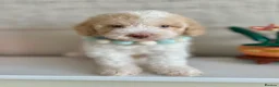 Cavapoo dogs for sale: Ready Now extensively health tested cavapoo - Advert 2