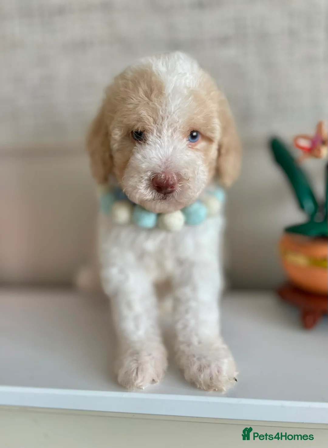 Cavapoo dogs for sale: Ready Now extensively health tested cavapoo - Advert 2