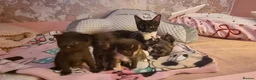 Mixed Breed cats for sale: Tortoishell kittens  in Bristol - Advert 11