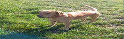 Labrador Retriever dogs for stud: Stud duties  (PROVEN) in Hengoed - Advert 5