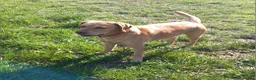 Labrador Retriever dogs for stud: Stud duties  (PROVEN) in Hengoed - Advert 5