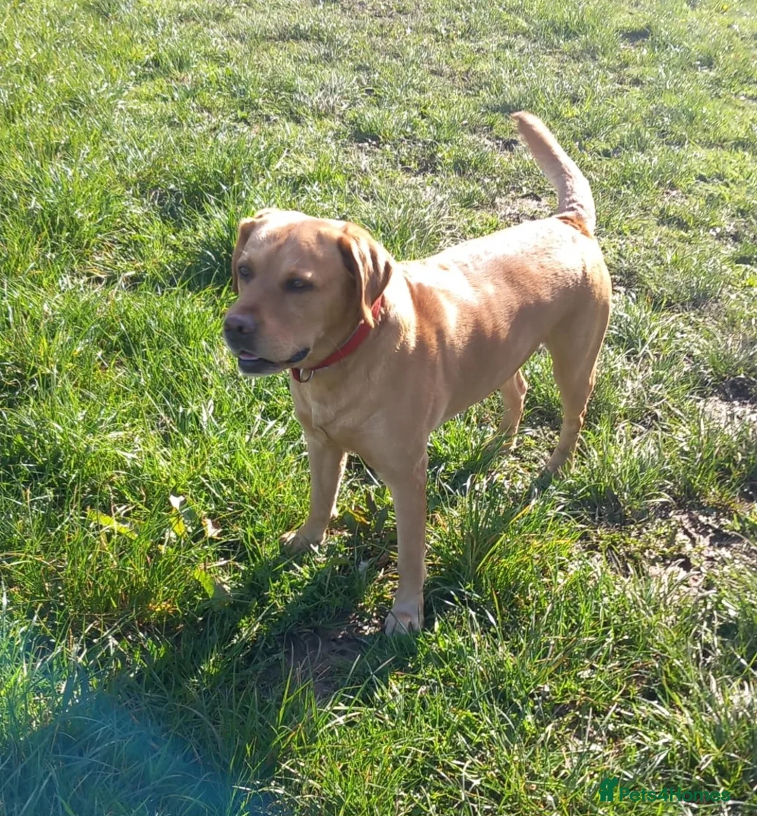 Labrador Retriever dogs for stud: Stud duties  (PROVEN) in Hengoed - Advert 5