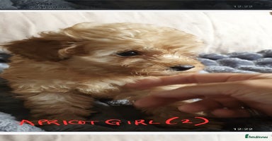 Toy Poodle dogs - Advert 6