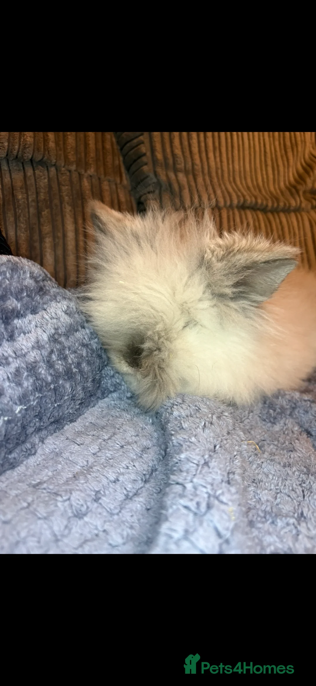 Mini Lion Lop rabbits for sale: Gorgeous fluffy little mini lion lop baby bunny’s  - Advert 9