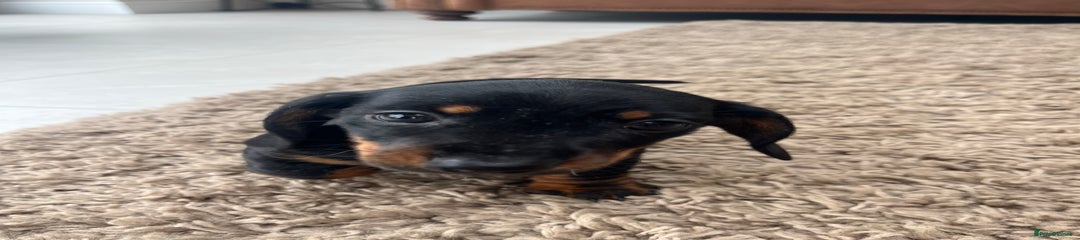 Miniature Dachshund Puppy 1
