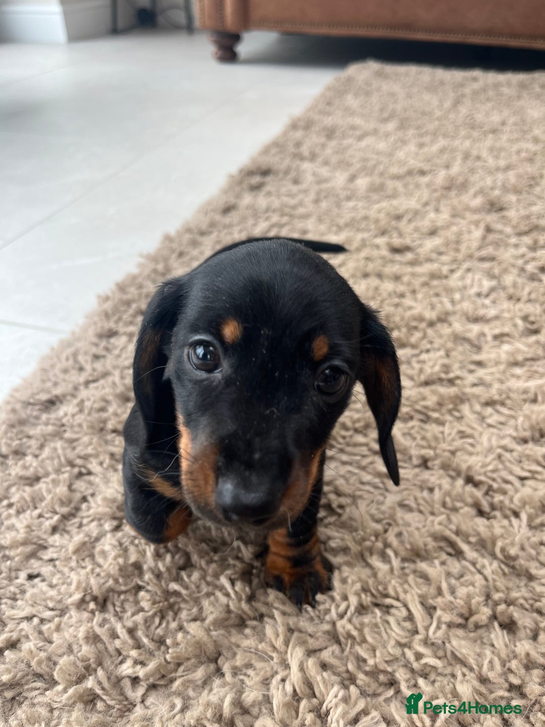 Miniature Dachshund dogs for sale: One beautiful Beautiful girl left  💜🐶  - Image 18