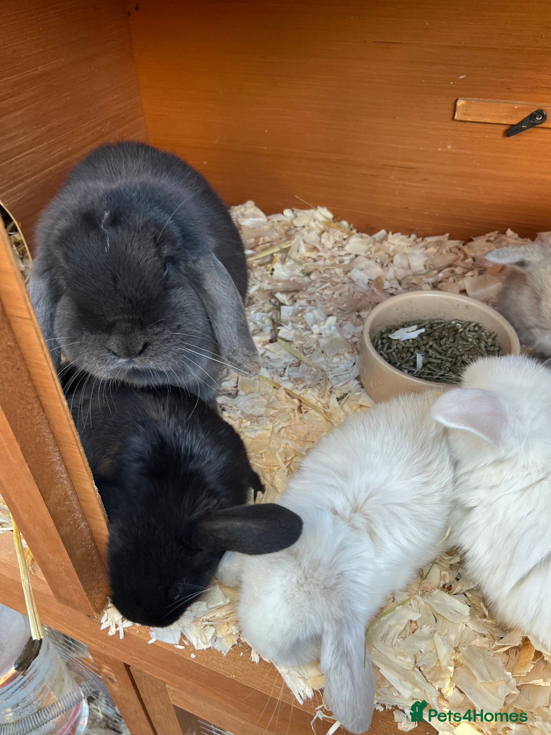 Mini Lop rabbits for sale: Stunning litter of mini lops ready soon  - Advert 19
