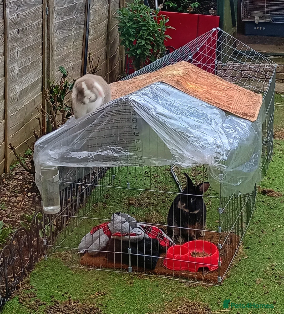 Mini Lop rabbits for sale: Beautiful, friendly rabbit for sale.  - Advert 7