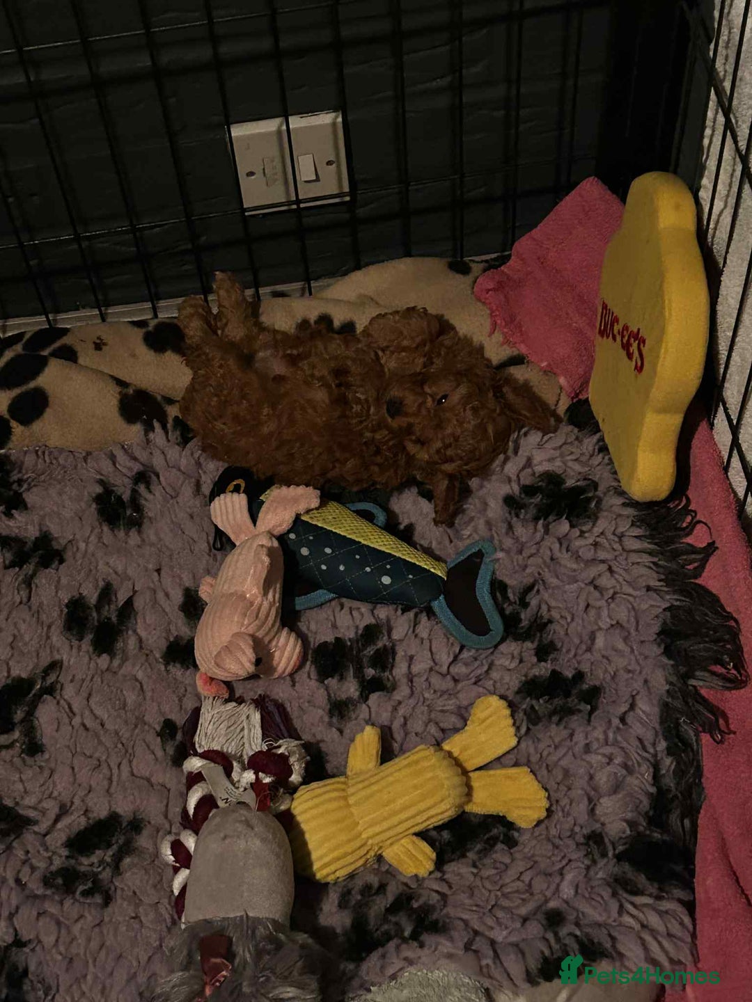 Toy Poodle dogs for sale: Stunning baby KC reg toy poodles  - Image 8