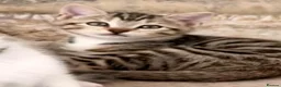 Mixed Breed cats for sale: 3 half bengal kittens - Advert 13