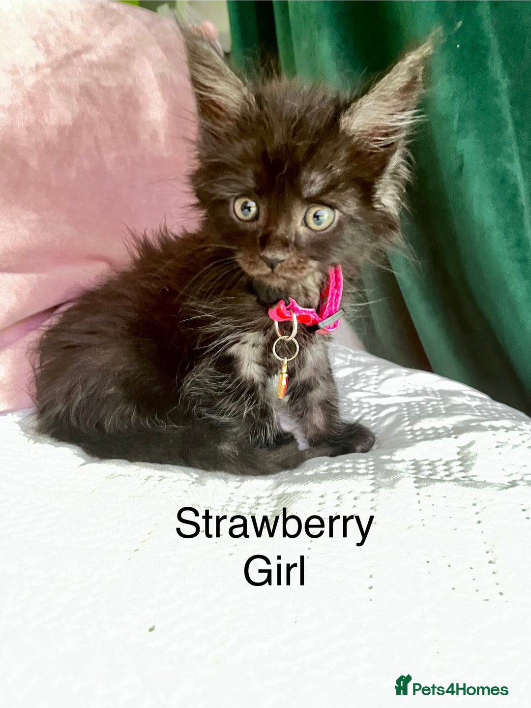 Maine Coon cats for sale: Gorgeous Black & Black Smoke kittens TICA parents - Image 15