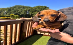 Dachshund dogs for sale: 1 gorgeous boy Available Ready to leave 🐶🏡 in Cullompton - Image 11