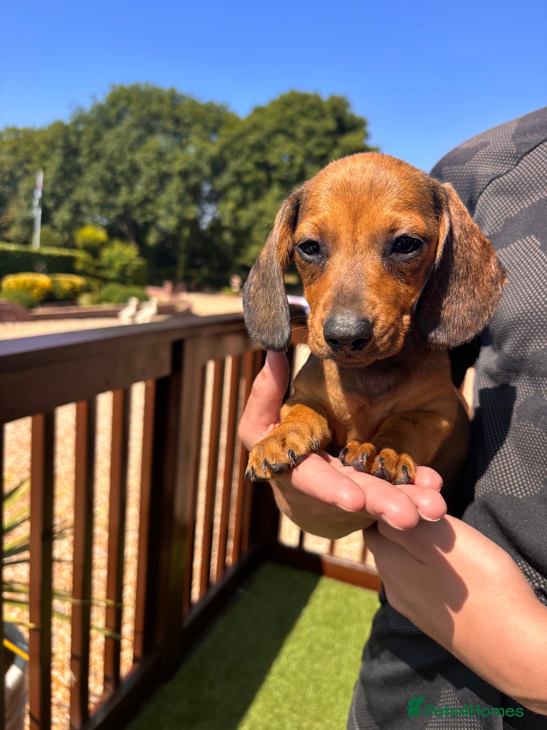 Dachshund dogs for sale: 1 gorgeous boy Available Ready to leave 🐶🏡 in Cullompton - Image 11