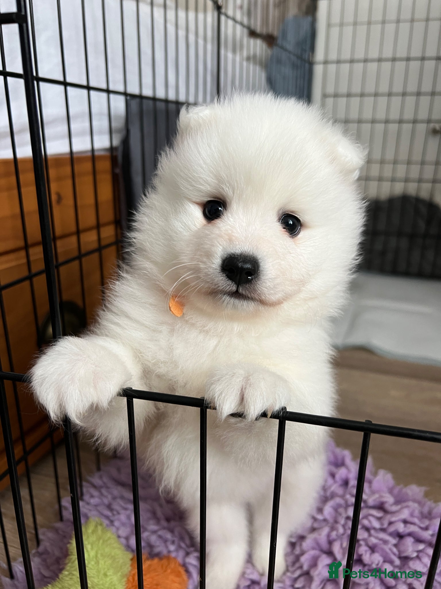 Japanese Spitz dogs One KC registered male Japanese Spitz available - Advert 4