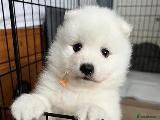 Japanese Spitz dogs One KC registered male Japanese Spitz available - Advert 17