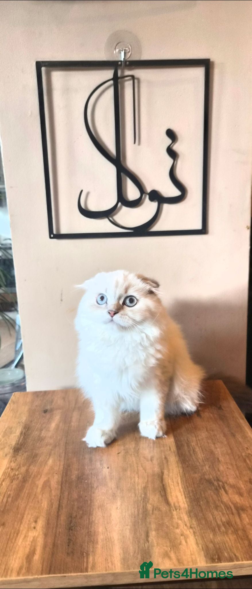 Scottish Fold cats Beautiful lilac point boy - Advert 1