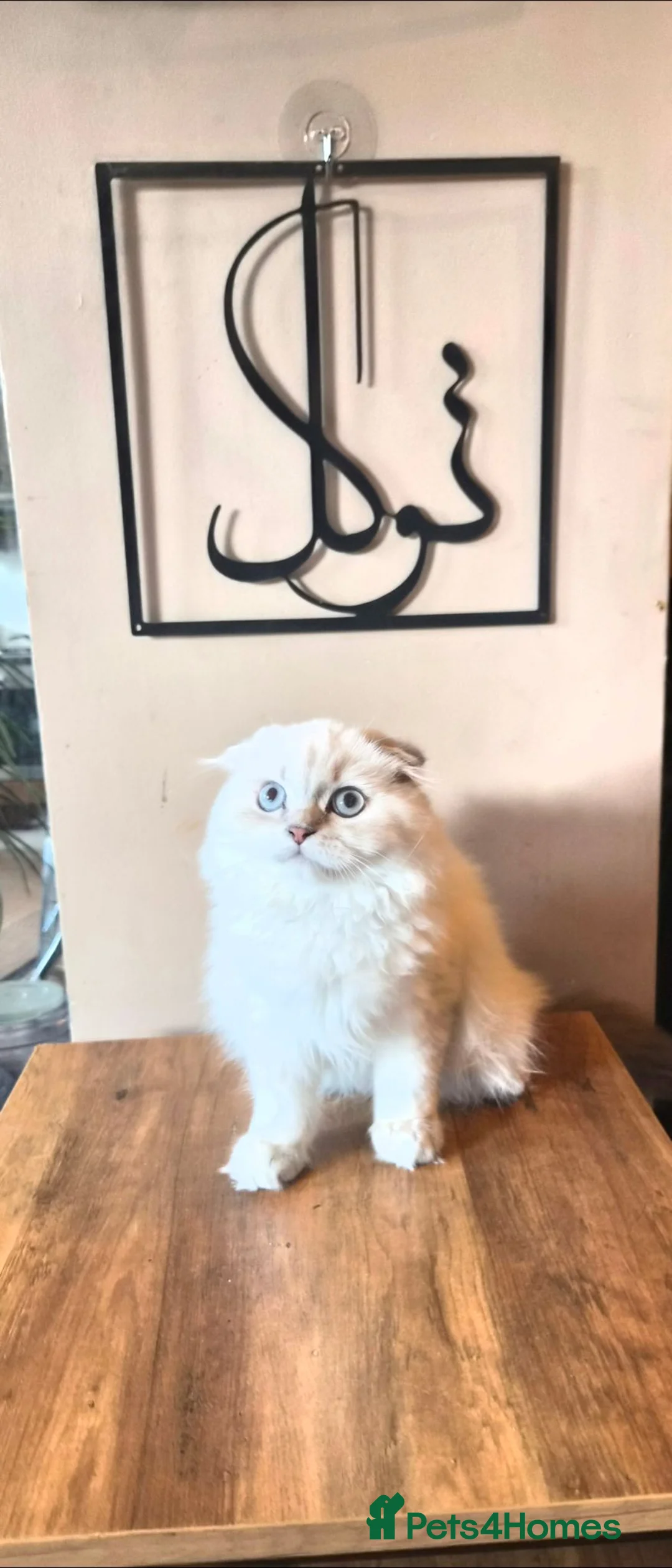 Scottish Fold cats for sale: Beautiful lilac point boy - Advert 1