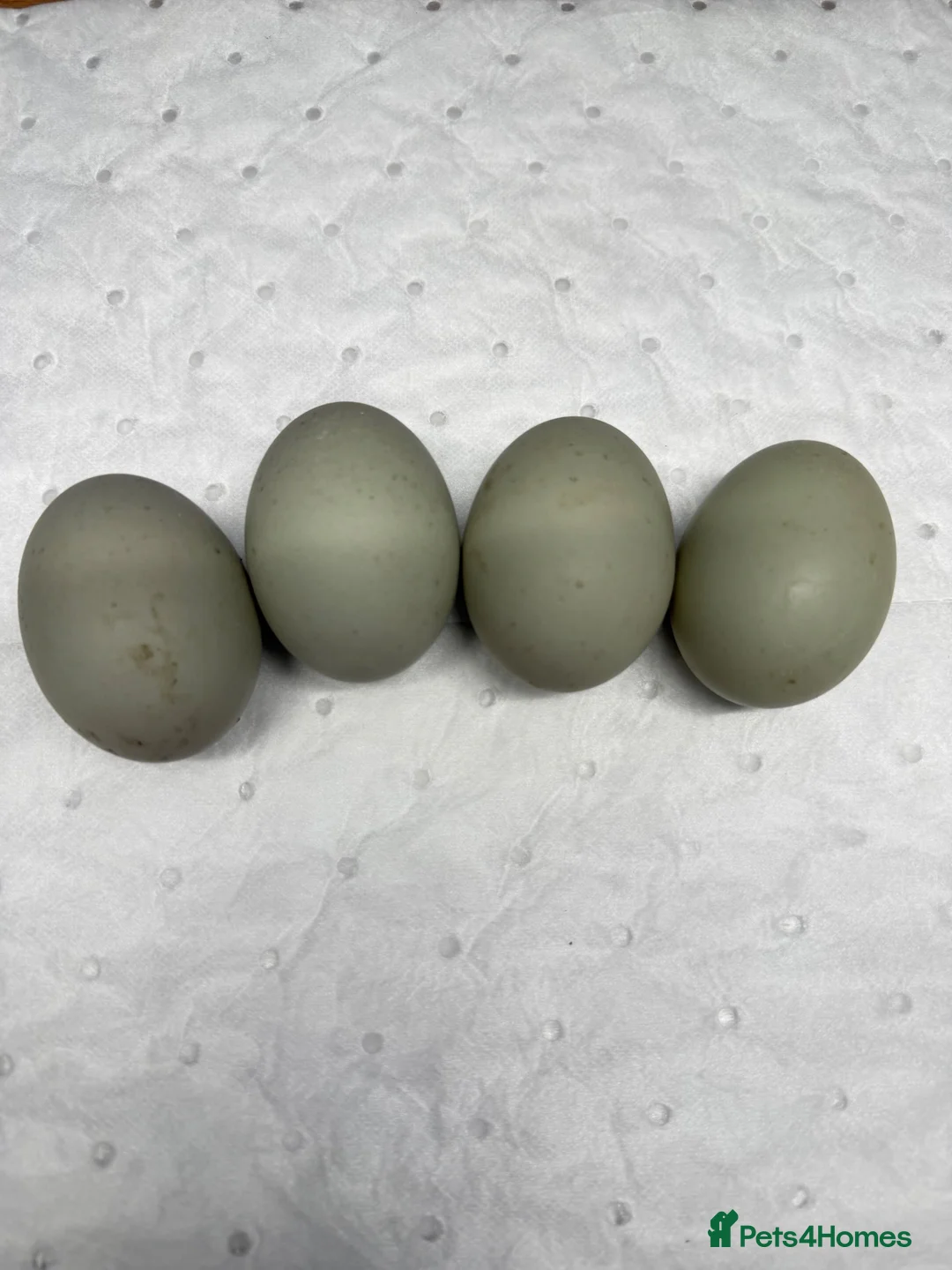 Ducks poultry for sale: 6x Hatching eggs magpie duck  - Advert 5