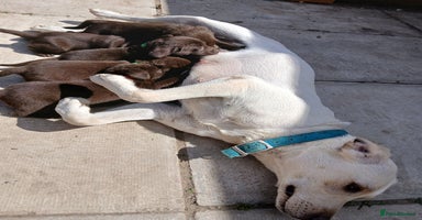 Labrador Retriever dogs - Advert 2